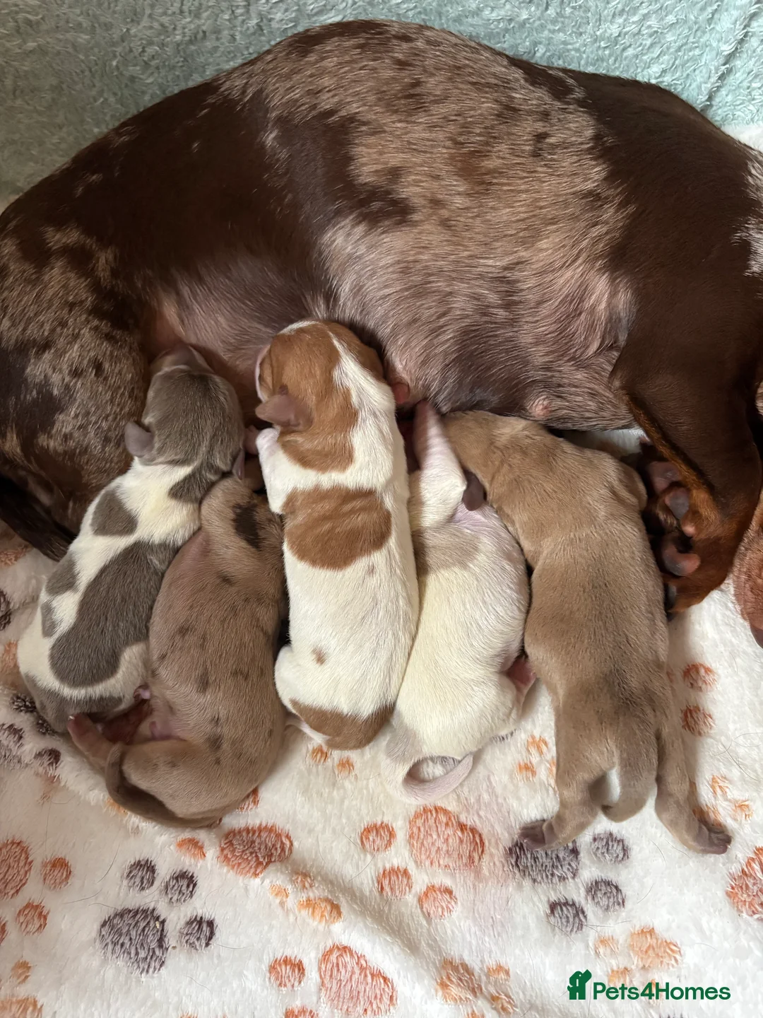 Miniature Dachshund dogs for sale: ⭐️💕miniature dachshund pups⭐️💕 - Advert 2