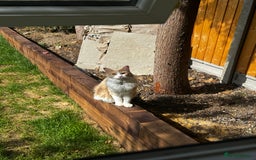 Ragdoll cats for sale: Cute 3/4 ragdoll 1/4 British blue  - Image 1