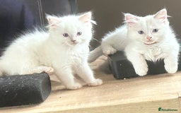 Ragdoll cats for sale: 2 MALE RAGDOLL KITTENS FOR SALE - Image 3