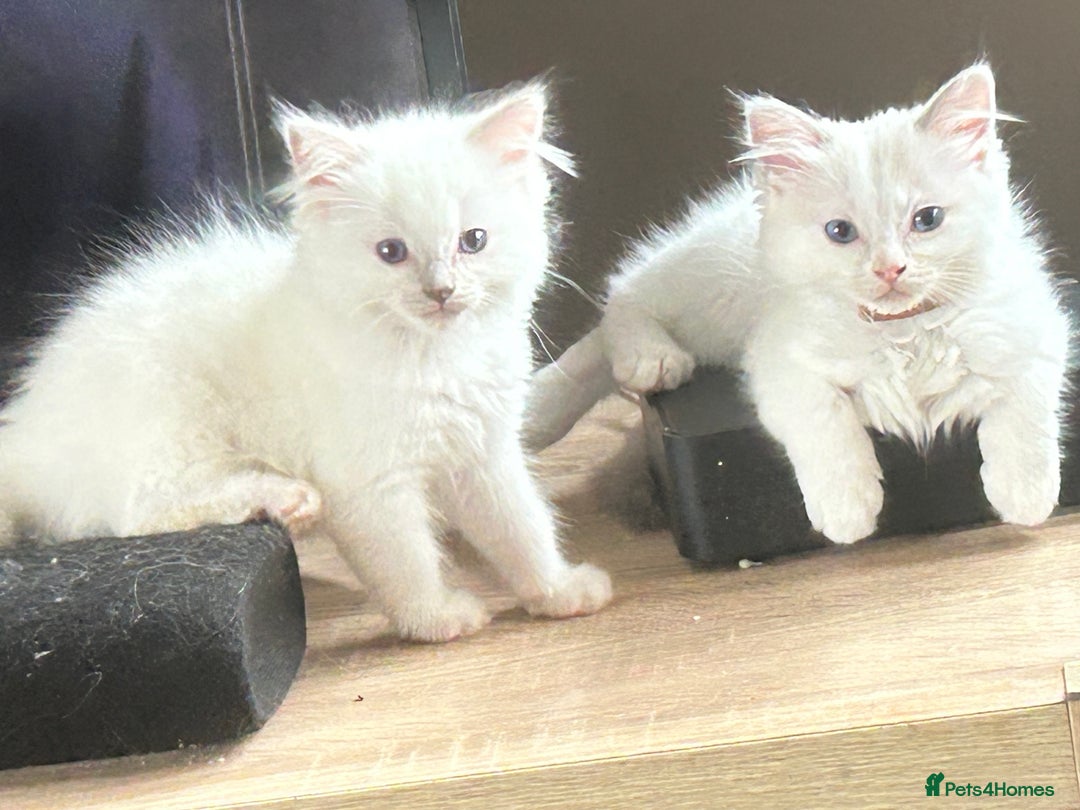 Ragdoll cats for sale: 2 MALE RAGDOLL KITTENS FOR SALE - Image 3