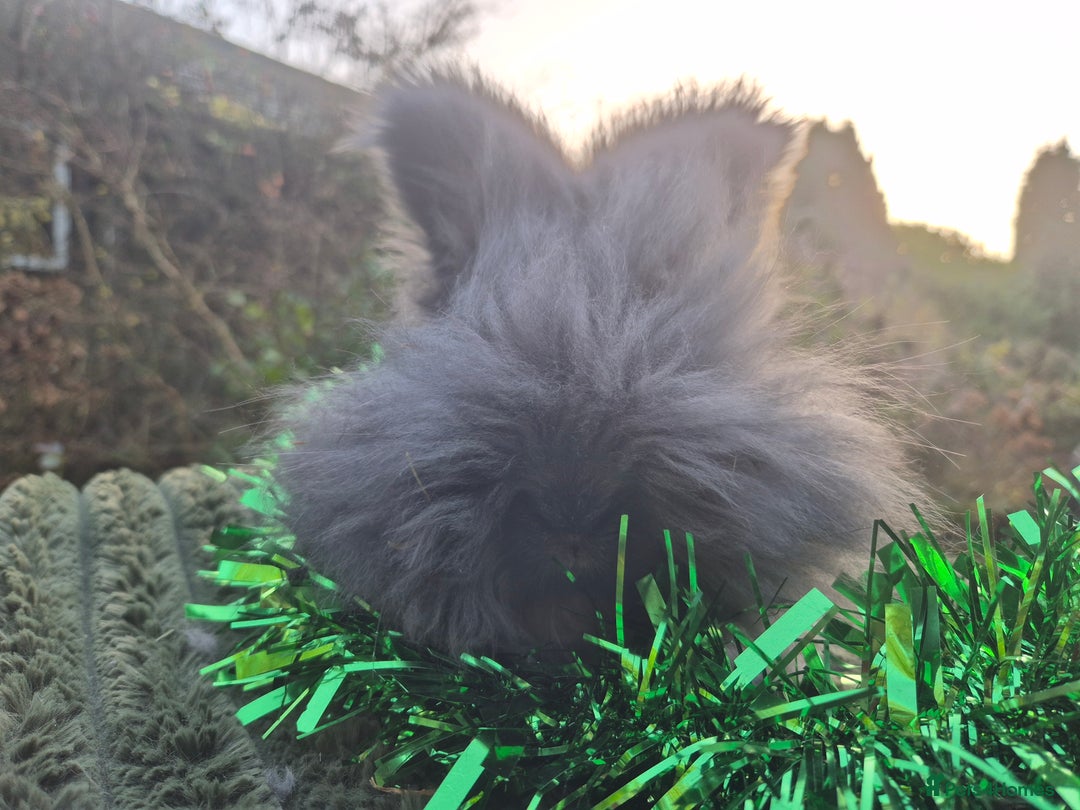 Angora rabbits for sale: 🖤 READY NOW- FULL FACED BLACK ANGORA BUNNIES 🖤 - Advert 2