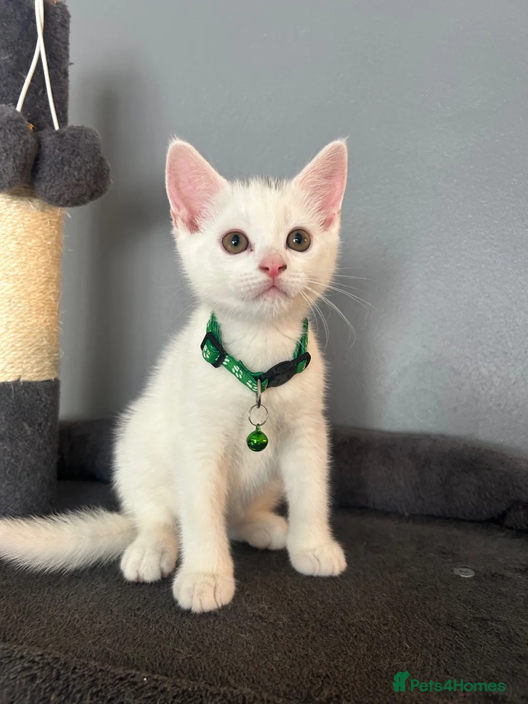 British Shorthair cats for sale: READY TO LEAVE BRITISH SHORTHAIR KITTENS  - Advert 2