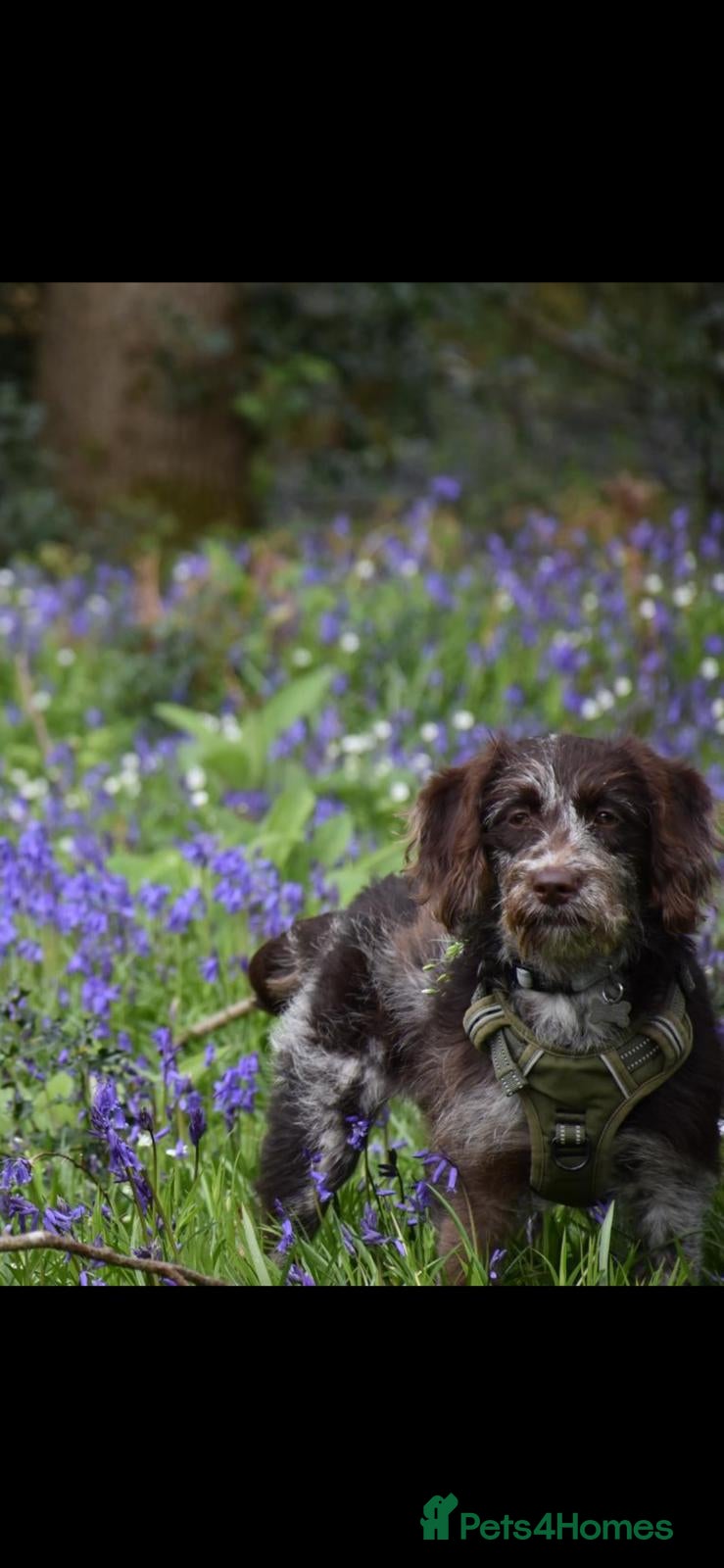 Labradoodle dogs 🐾 Rare Merle Labradoodles Ready This Summer! 🐾 - Advert 2