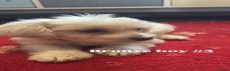 Bichon Frise dogs for sale: 6 beautiful bichon Frise x bichon Maltese  - Advert 6