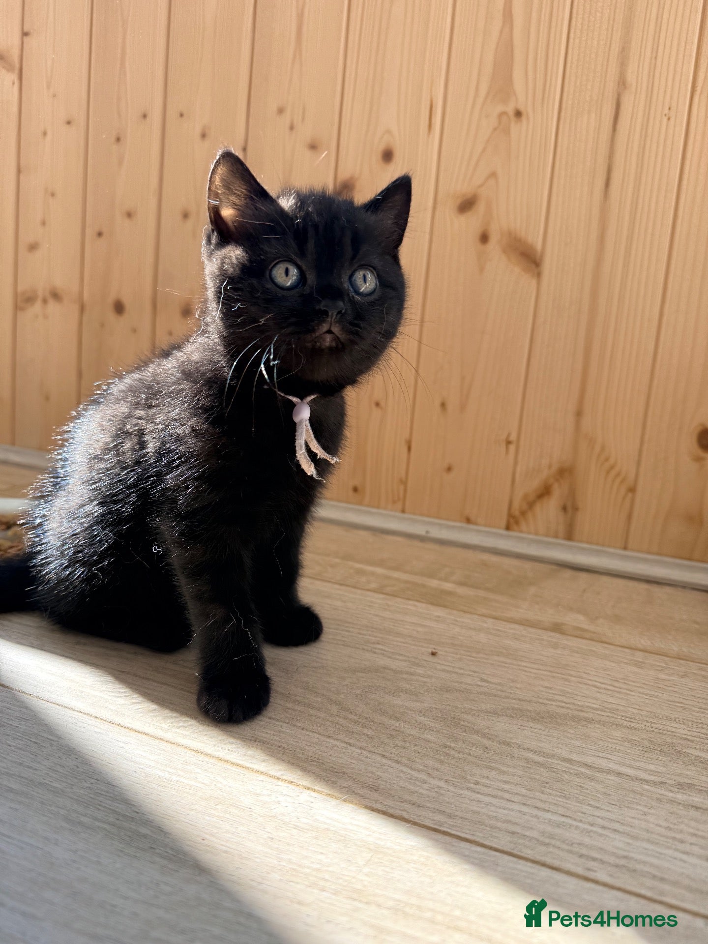 British Shorthair cats for sale:  🐱Last 2 dark kittens looking for loving homes - Advert 1