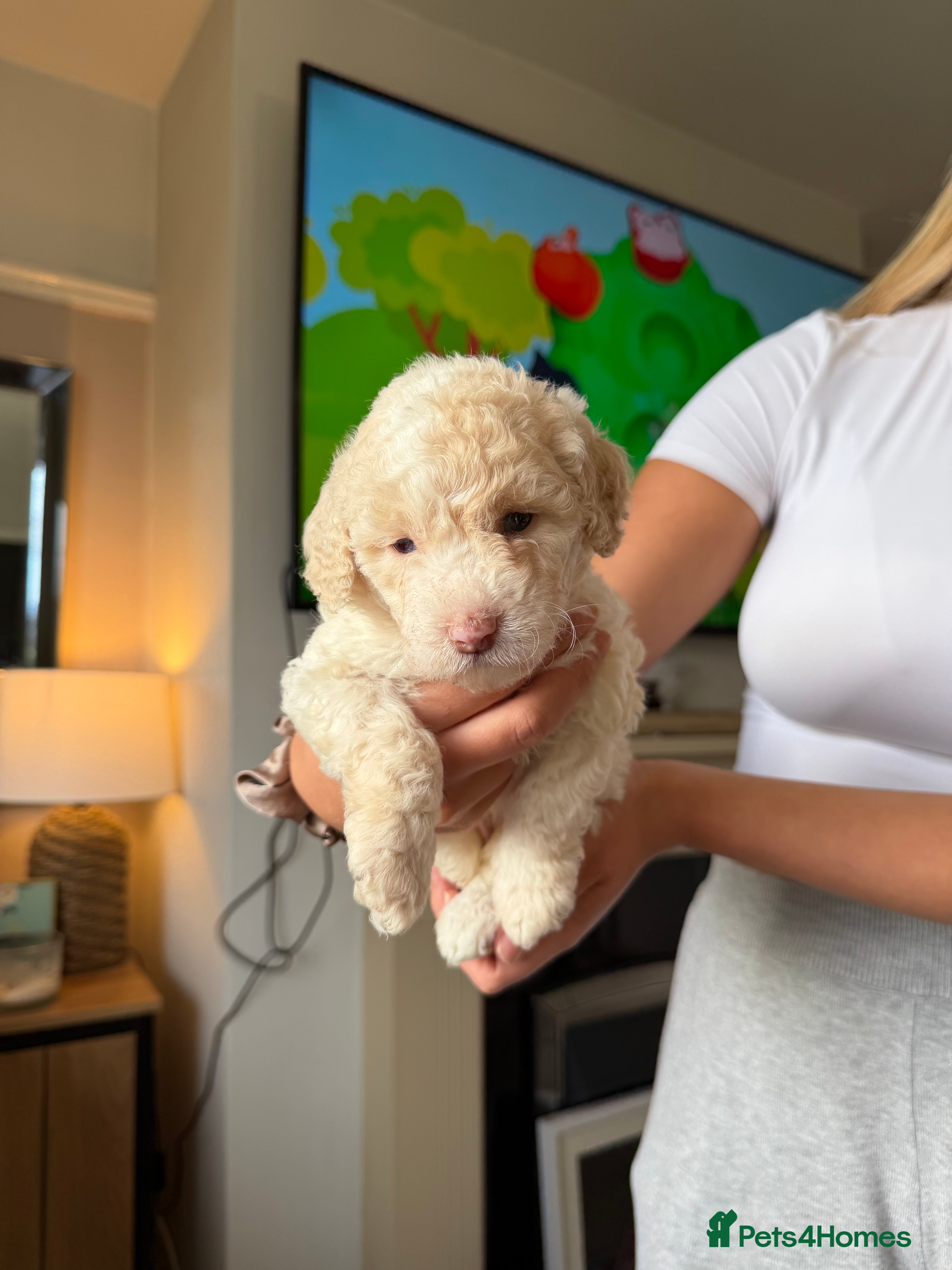 Cockapoo dogs Cockapoo puppies  - Advert 16