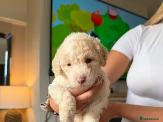 Cockapoo dogs Cockapoo puppies - Advert 16