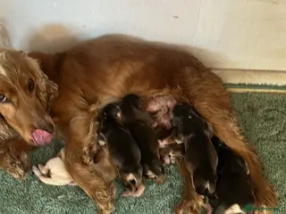 Cocker Spaniel dogs Stunning Litter Of 5 Cocker Spaniel Puppies - Advert 1