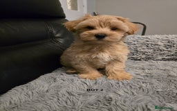 Maltipoo dogs for sale: MALTIPOO PUPPIES FOR SALE - Image 4