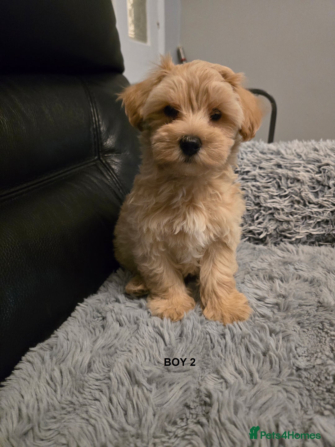Maltipoo dogs for sale: MALTIPOO PUPPIES FOR SALE - Image 4