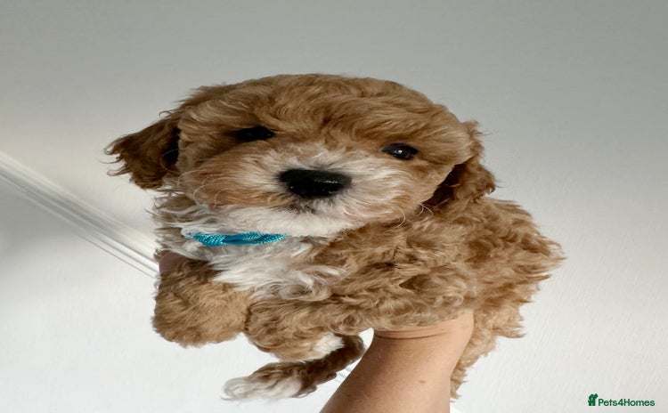 Maltipoo dogs Stunning Maltipoo puppies - Advert 5