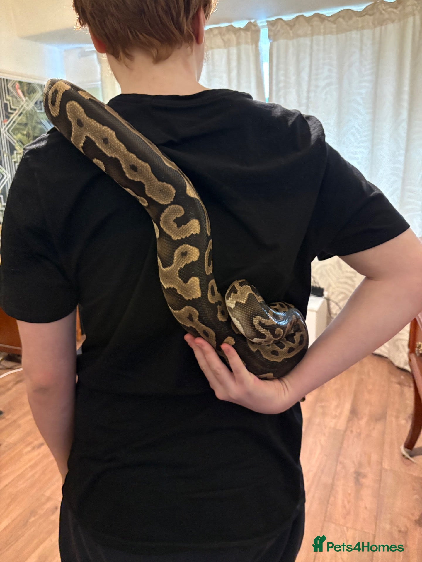 Python Snake reptiles Ball python and set up  - Advert 1