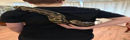 Python Snake reptiles for sale: Ball python and set up  in Runcorn - Advert 1