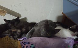 Ragdoll cats for sale: Part ragdoll kittens - Image 1