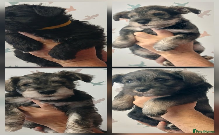Miniature Schnauzer dogs - Advert 10