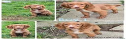 Cocker Spaniel dogs for sale: Red cocker spaniels - Advert 1
