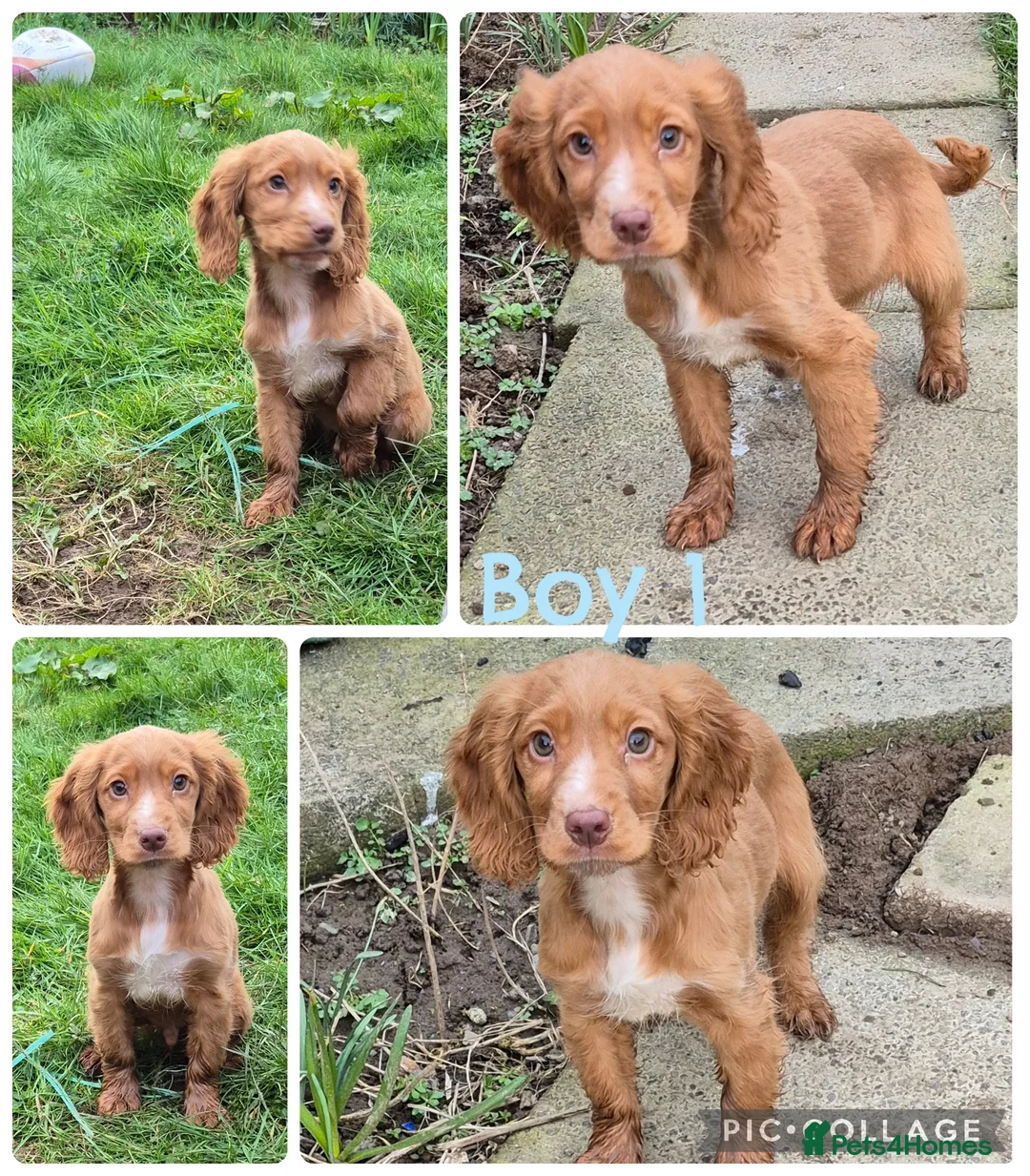 Cocker Spaniel dogs for sale: Red cocker spaniels - Advert 1