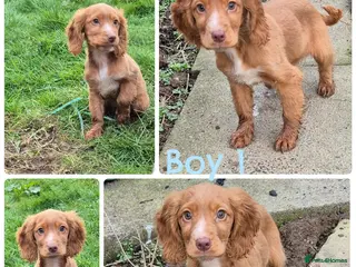 Cocker Spaniel dogs Red cocker spaniels - Advert 6