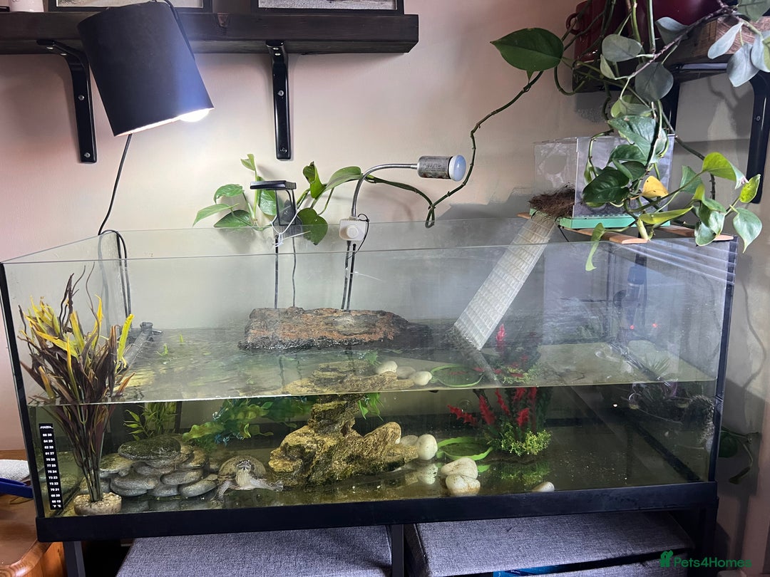 Terrapin reptiles for sale: Skittz the musk terrapin and set up for sale  - Advert 6