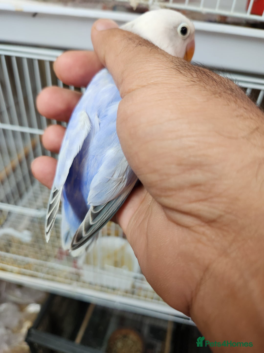 Lovebirds birds for sale:  PIED OPALINE AND GREEN OPA FOR SALE - Image 10