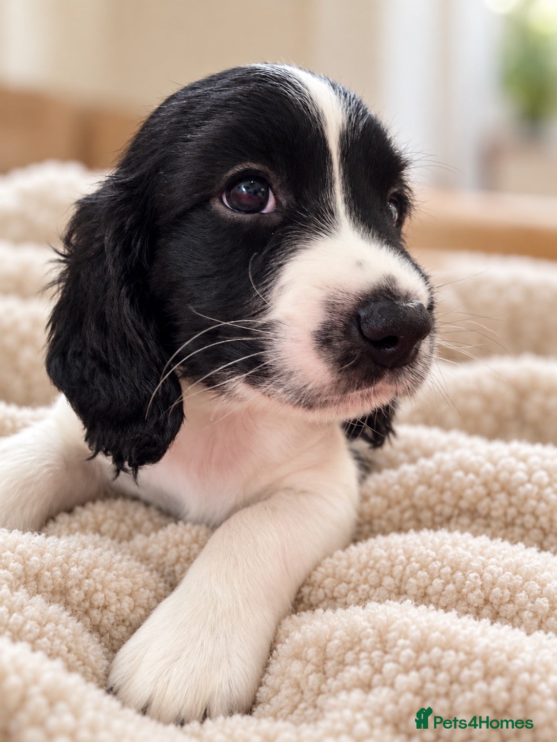 English Springer Spaniel dogs 🐾 2 Gorgeous KC Reg Springer Spaniel Boys 🐾 - Advert 1