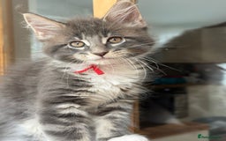 Maine Coon cats for sale: 2 Beautiful pedigree TICA reg Maine Coon kittens - Image 14