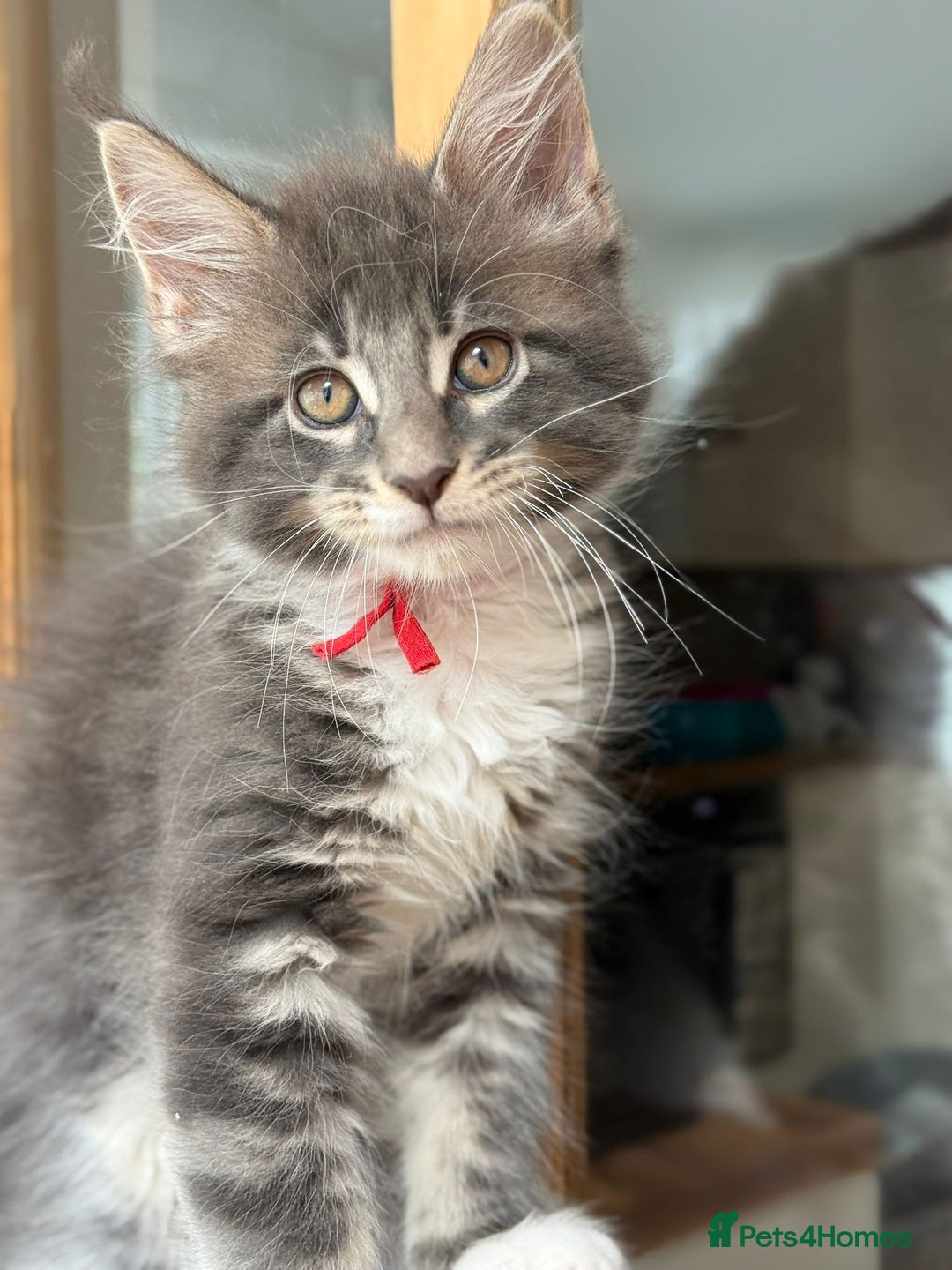 Maine Coon cats for sale: 2 Beautiful pedigree TICA reg Maine Coon kittens - Image 14