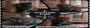 Scottish Fold 1