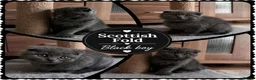 Scottish Fold cats for sale: TICA Vaccinated&Ready  toLeave SCOTTISH FOLD  - Advert 1