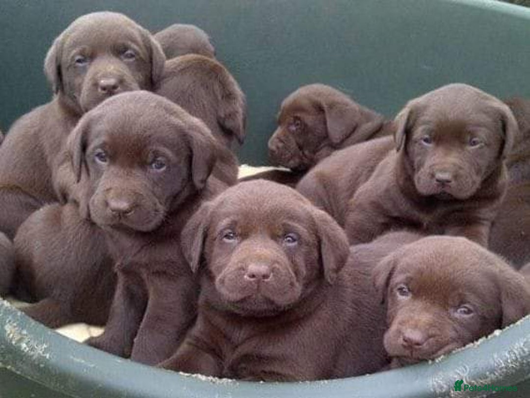 Labrador Retriever dogs for stud: Exceptional Chocolate Labrador FOR STUD in Bedford - Advert 16