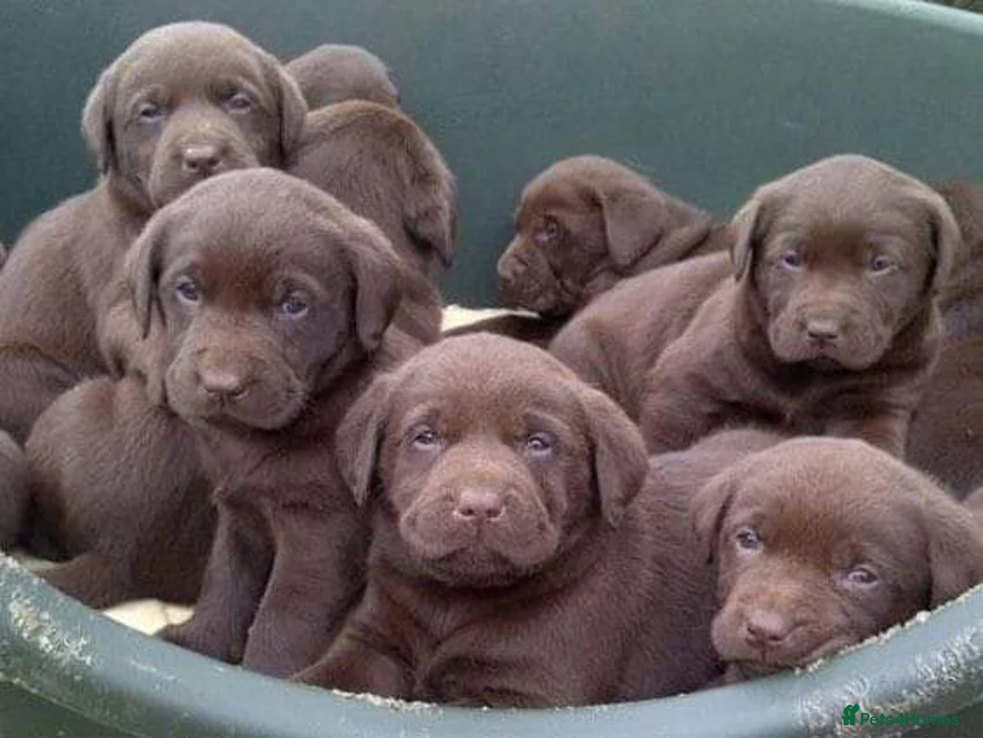Labrador Retriever dogs for stud: Exceptional Chocolate Labrador FOR STUD in Bedford - Advert 16