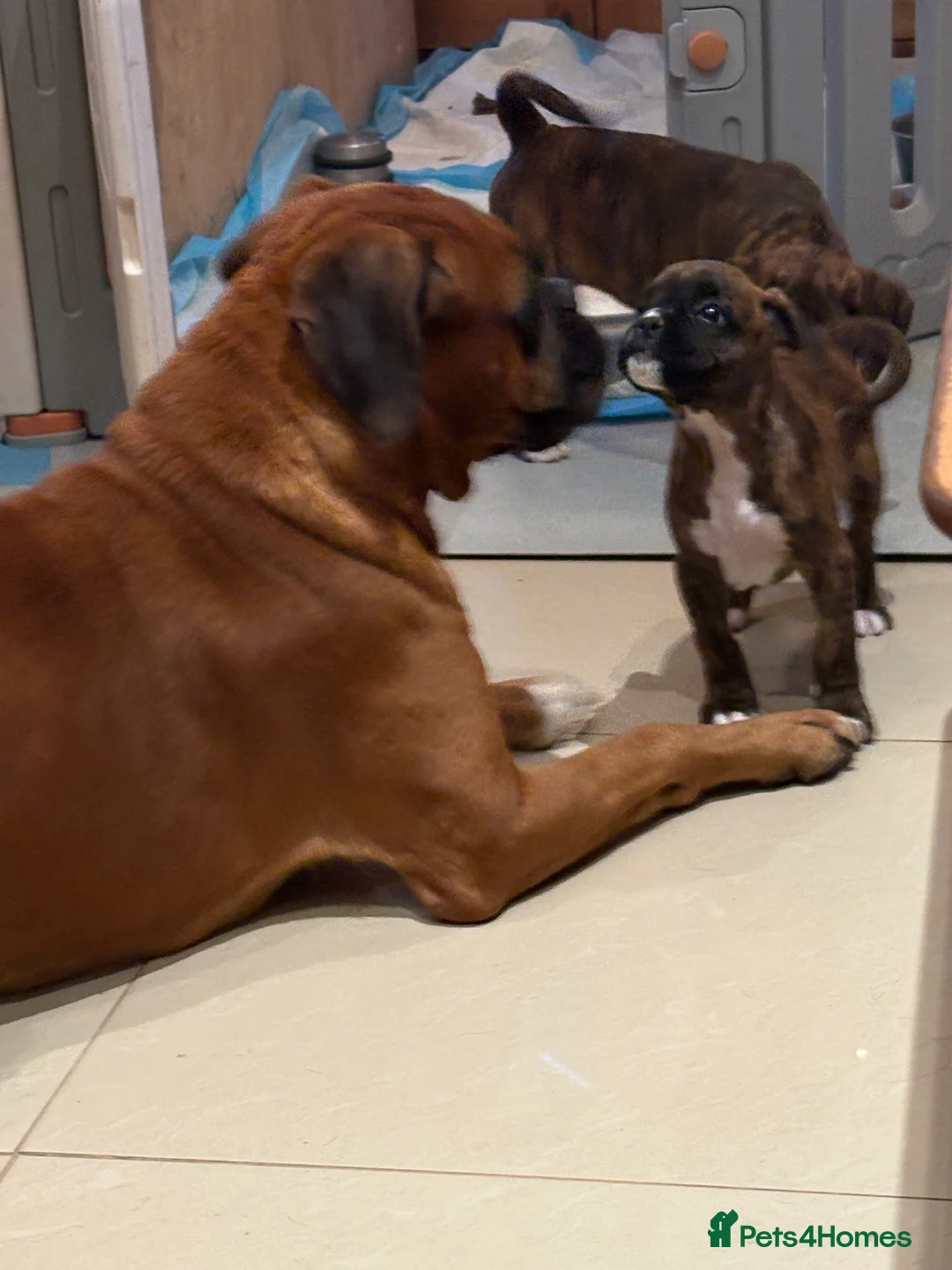 Boxer dogs for sale: READY NOW. LAST GIRL 🐶  - Advert 9