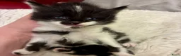 Turkish Angora cats for sale: Turkish angora kitten  - Advert 15