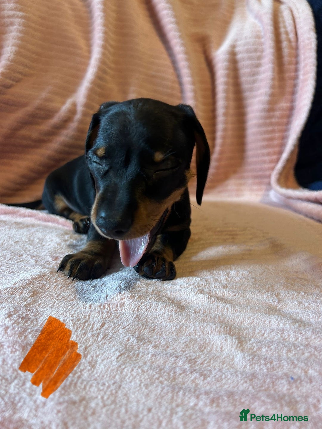 Miniature Dachshund dogs for sale: Miniature dachshunds - Image 10