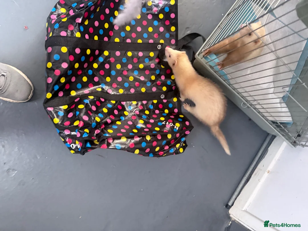 Ferret rodents for sale: X2 male ferrets for working homes  - Advert 2