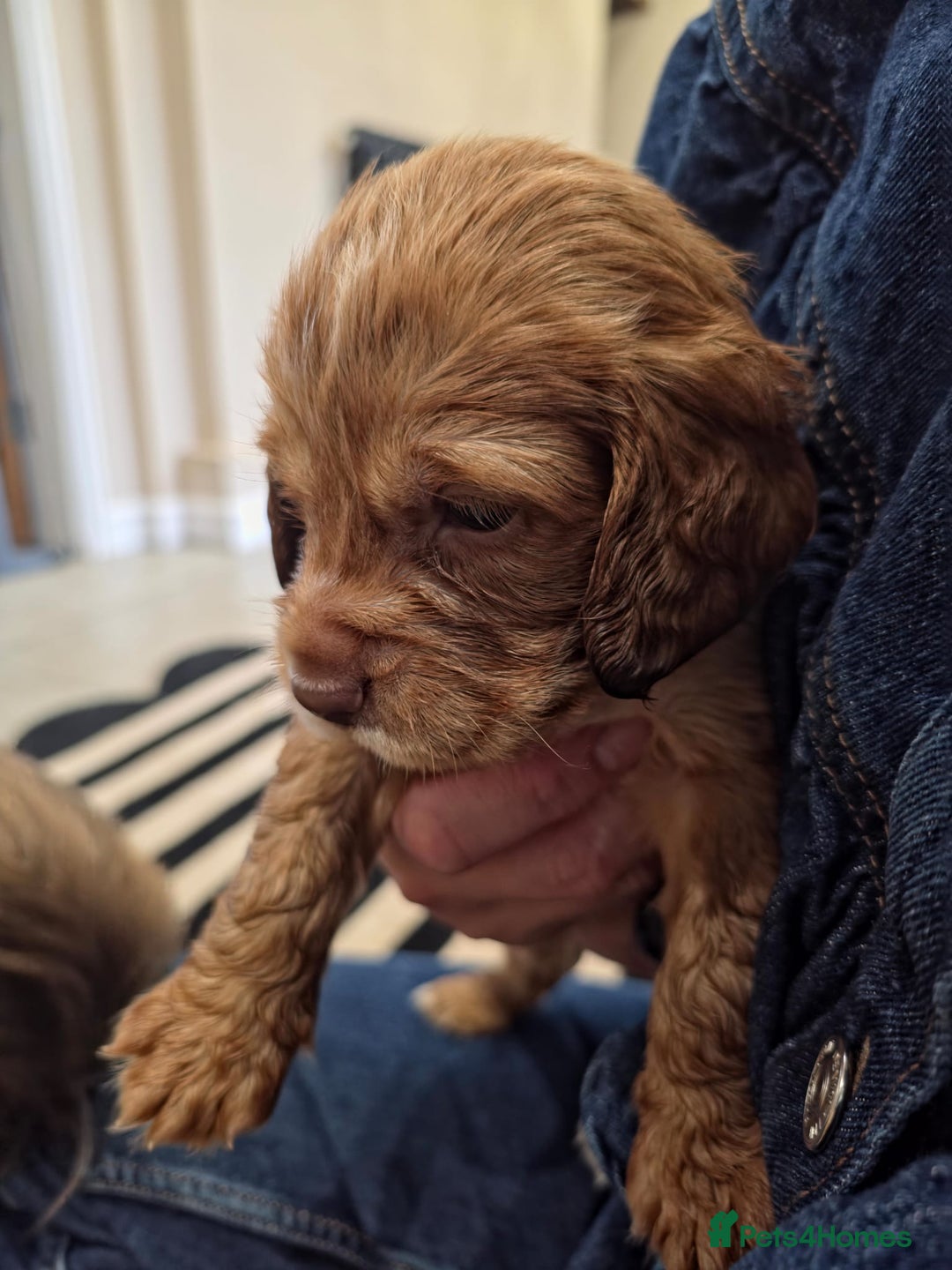 Cocker Spaniel dogs for sale: Ready now🐶X1 boy left🐶working cocker spaniel - Image 14