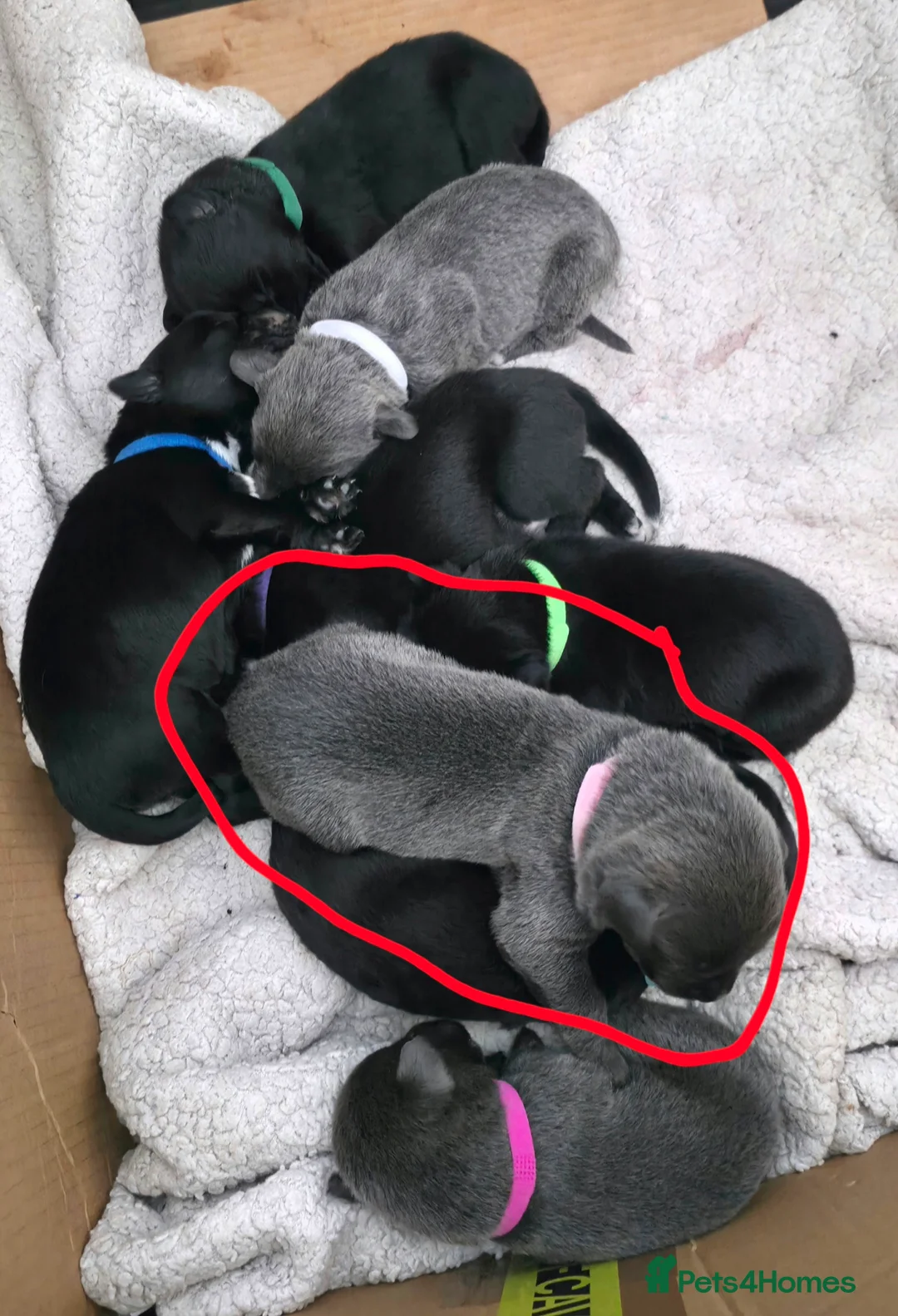 Mixed Breed dogs for sale: Beautiful pup for rehoming! - Advert 3