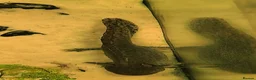Axolotl reptiles for sale: Axolotls - 2 males and full tank set up in Kilmarnock - Advert 7