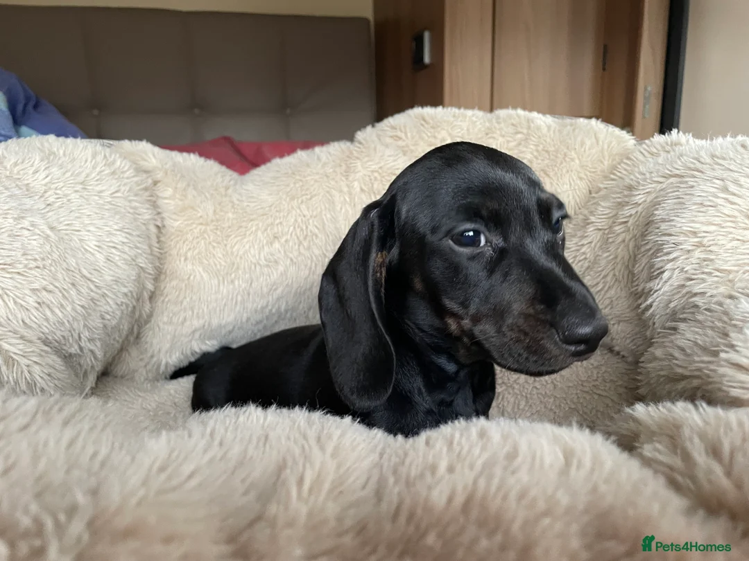 Miniature Dachshund dogs for sale: Beautiful litter of miniature daschunds  - Advert 7