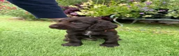 Cocker Spaniel dogs for sale: 6 Week old - Cocker Spaniel puppies - Advert 7
