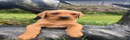Labrador Retriever dogs for sale: Red & gold lab puppies  in Telford - Advert 5