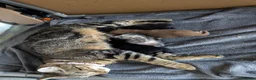 Mixed Breed cats for sale: 3 Handsome Male Kittens  - Advert 2