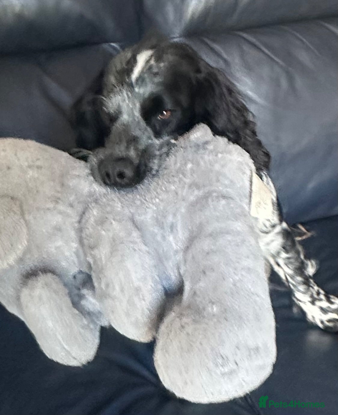 Cocker Spaniel dogs Exceptional Cocker spaniels  - Advert 5