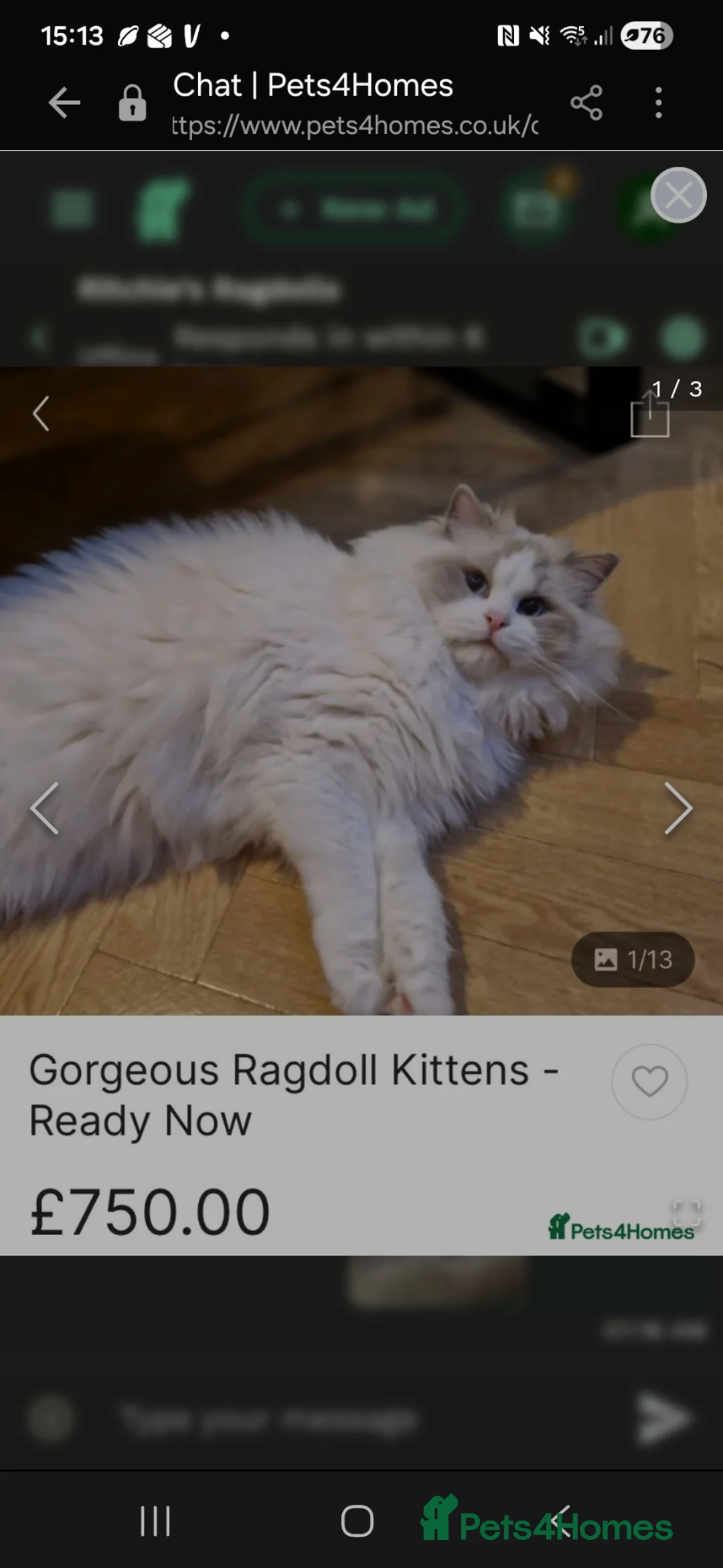 Ragdoll cats for sale: Blue point and white bicolour male ragdoll ACTIVE - Advert 3