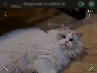 Ragdoll cats Blue point and white bicolour male ragdoll ACTIVE - Advert 1