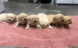 Labrador Retriever dogs for sale: Stunning Labrador puppys - Image 2