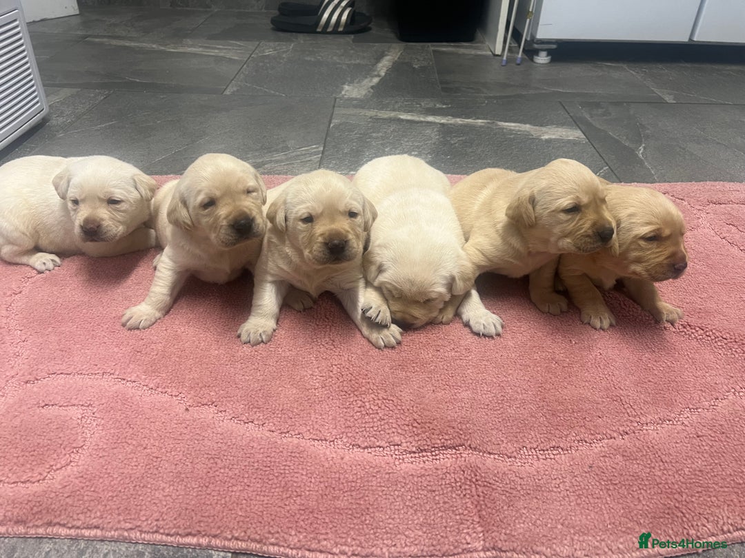 Labrador Retriever dogs for sale: Stunning Labrador puppys - Image 2