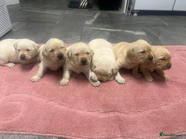 Labrador Retriever dogs - Advert 6