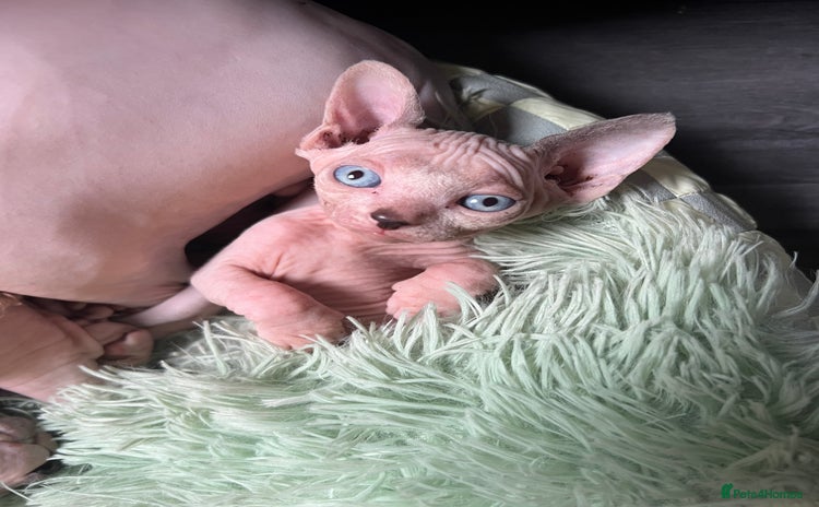 Sphynx cats - Advert 3