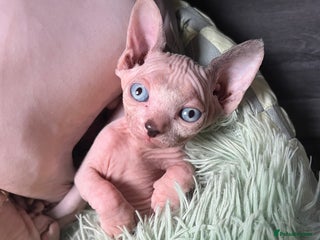 Sphynx cats - Advert 27